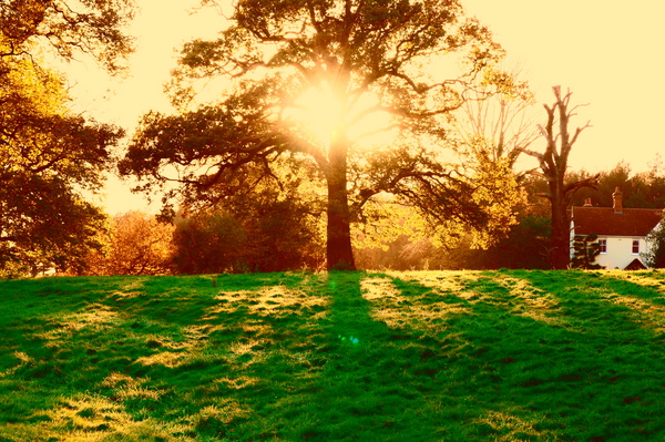 Product picture Through the Tree